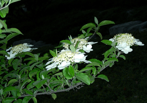 三亿体育手机版