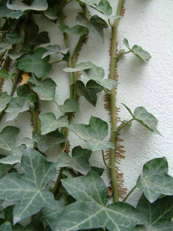 三亿体育手机版:小S欲再追生 谈大S:她生完宝宝开始大哭(图2) 三亿体育手机版