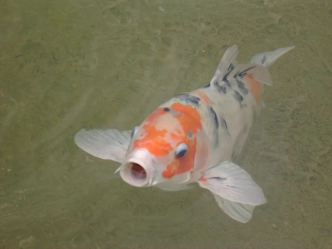 三亿体育|周杰伦拒绝罗志祥献吻 男男牵手出场场面尴尬(图)(图3) 三亿体育官网