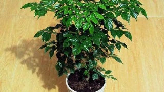 吴绮莉否收三千万分手费:不喜欢解释|三亿体育(图2) 三亿体育