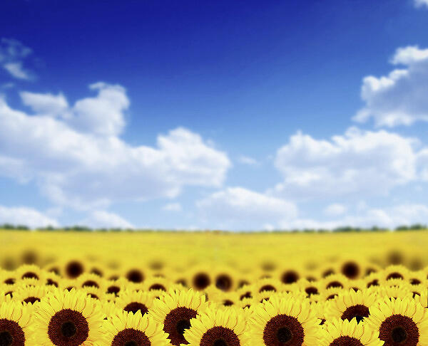 何韵诗不信容祖儿会与其绝交:我要亲耳听她讲-三亿体育手机版(图4) 三亿体育官网