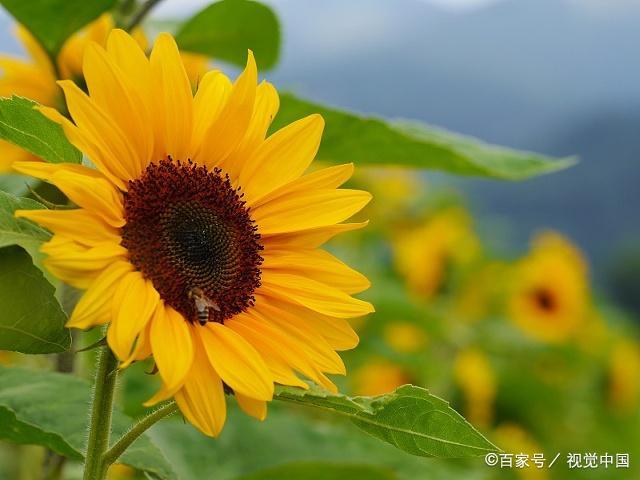 三亿体育:虎牙MSI:VEG无人能敌强势出线DFM祭出黑科技依旧告别赛场(图1) 三亿体育